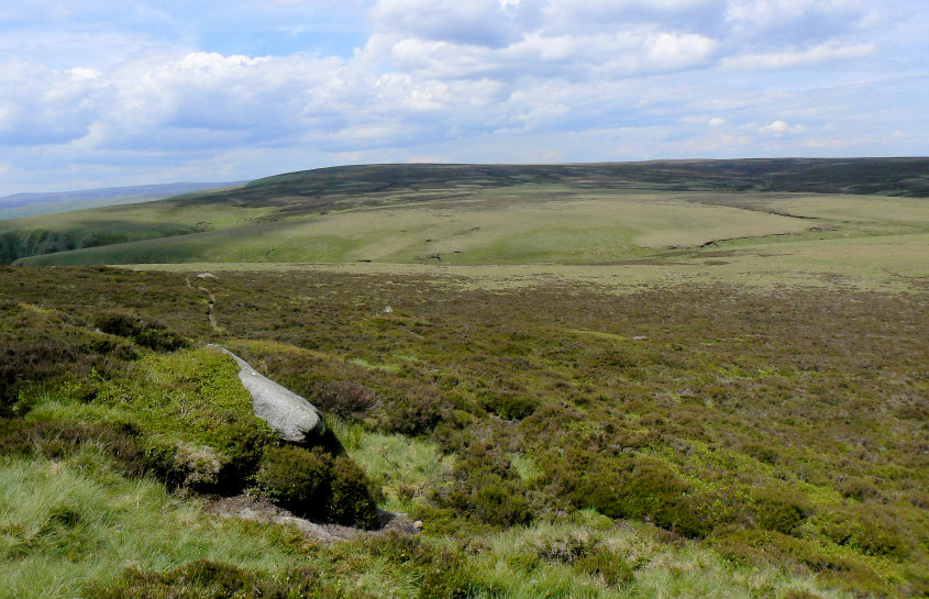 Featherbed Moss Featherbed Moss